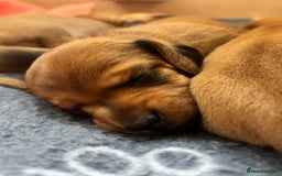 Miniature Dachshund dogs for sale: Beautiful Miniature Dachshund Puppies - Image 2