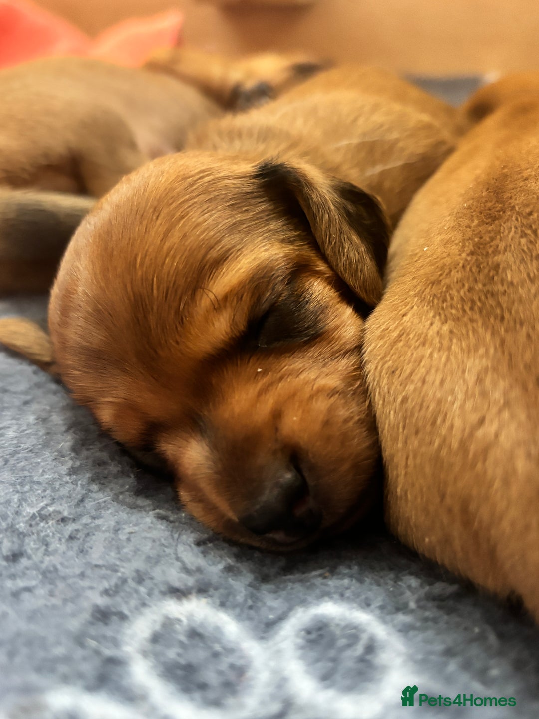 Miniature Dachshund dogs for sale: Beautiful Miniature Dachshund Puppies - Image 2