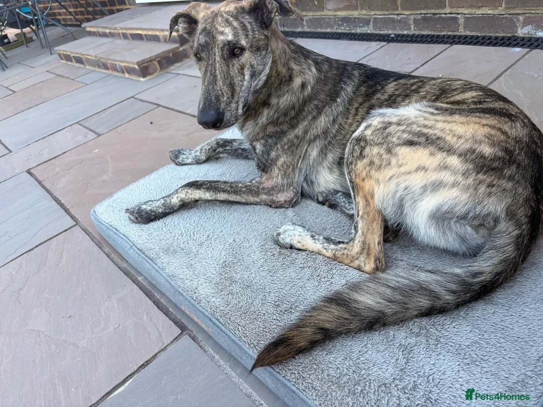 Mixed Breed dogs for sale: Lovely sweet Sam for adoption in Worthing - Advert 1