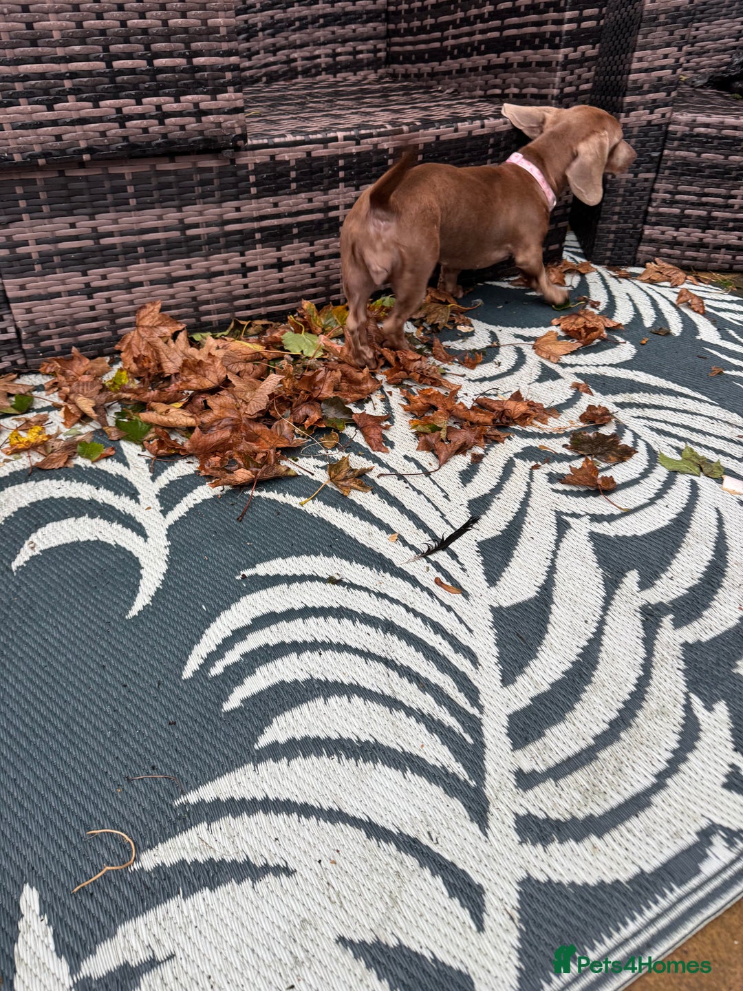 Dachshund dogs for sale: 1 year old female dachshund  - Image 5