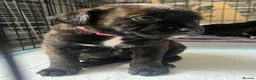 Mixed Breed dogs for sale: Puppies for sale  - Advert 3