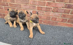 Belgian Shepherd Dog dogs for sale: Belgian Shepherd puppies - Advert 9