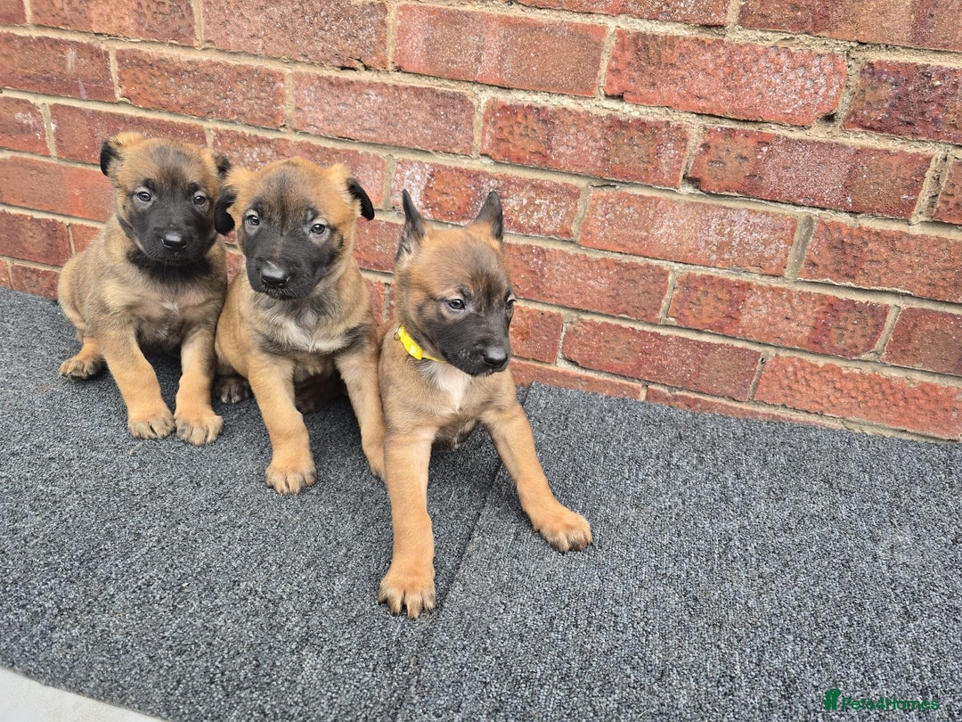 Belgian Shepherd Dog dogs for sale: Belgian Shepherd puppies - Advert 9