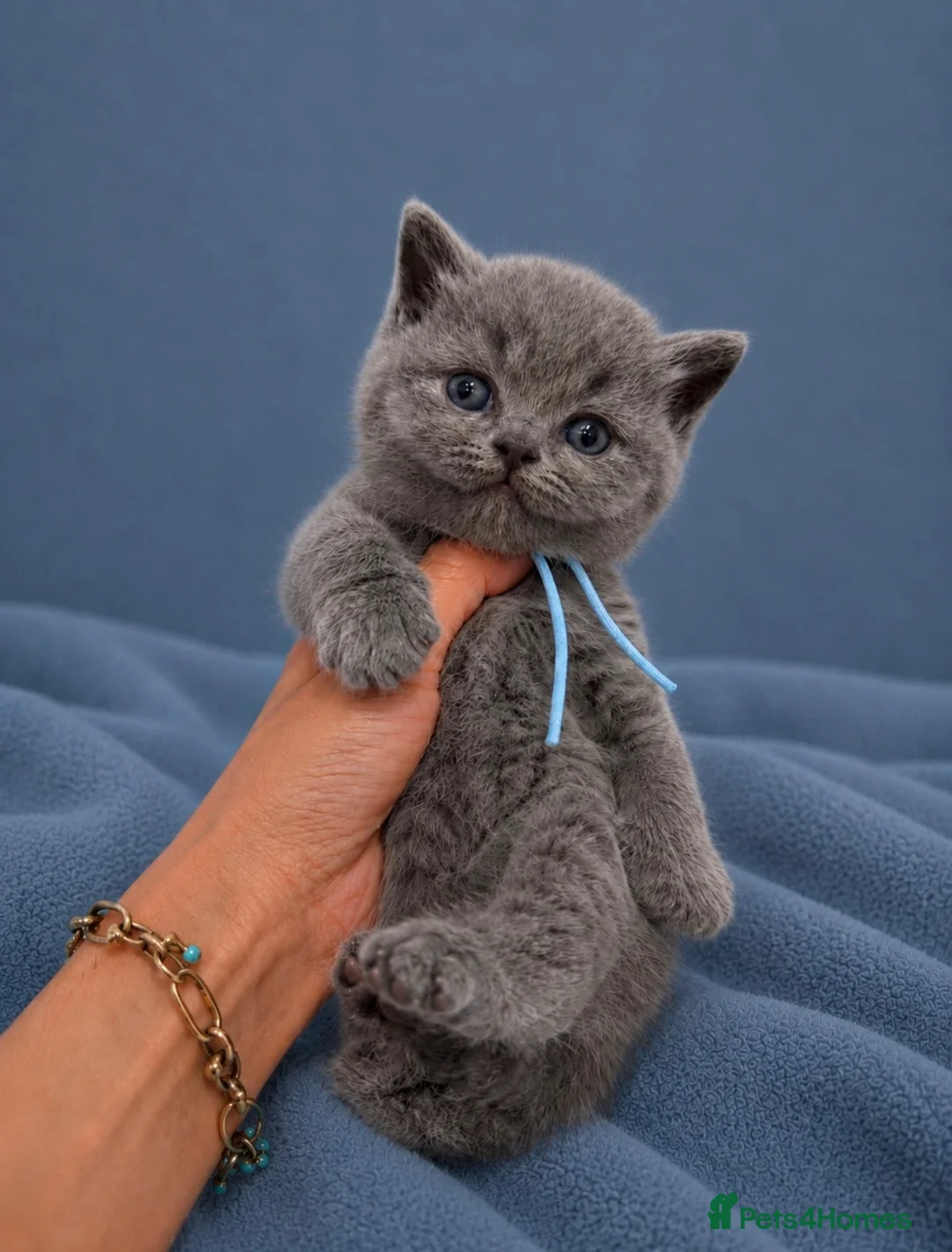 British Shorthair cats for sale: READY NOW 💙 Blue British Shorthair Kittens 💙 - Advert 35