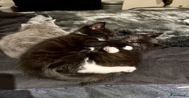 Mixed Breed cats - Advert 6