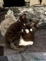 Mixed Breed cats - Advert 5