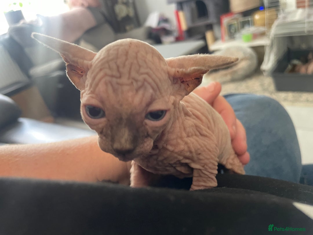 Sphynx cats for sale: Sphynx kittens  - Image 9