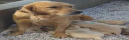 Golden Retriever dogs for sale: KC GOLDEN RETRIEVER PUPPIES HEALTH TESTED PARENTS - Advert 9