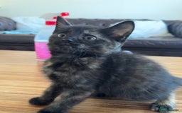 Mixed Breed cats for sale: 6 Beautiful long hair mixed kittens - ready 26/08 - Image 8