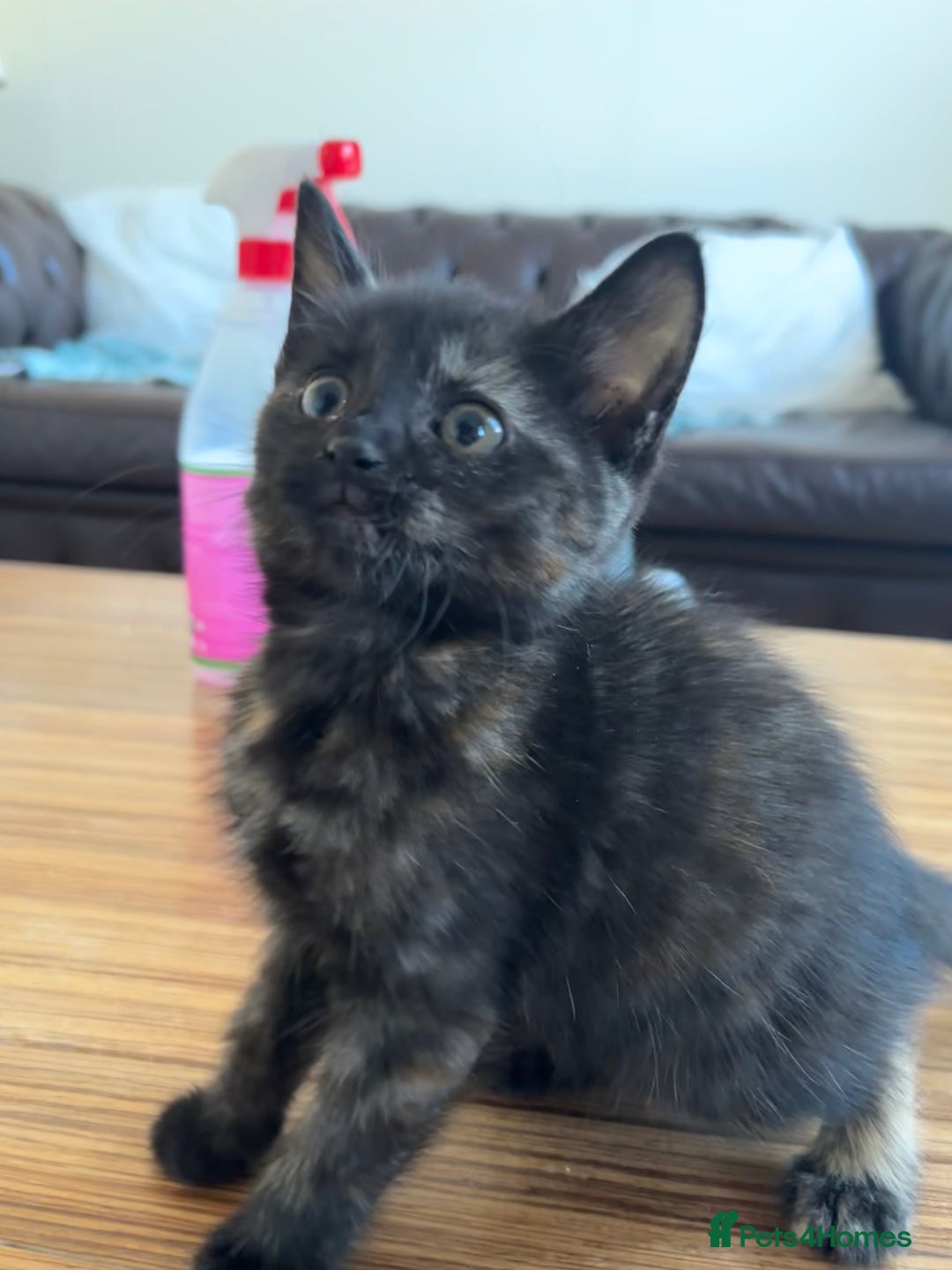 Mixed Breed cats for sale: 6 Beautiful long hair mixed kittens - ready 26/08 - Image 8