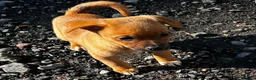 Jack Russell dogs for sale: Ready to leave  - Advert 7