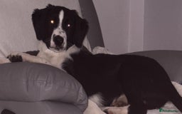 Mixed Breed dogs for sale: 4 month old Male puppy for rehoming  - Image 3