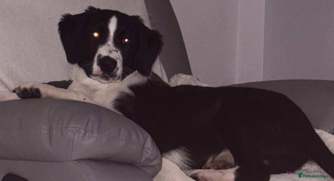 Mixed Breed dogs for sale: 4 month old Male puppy for rehoming  - Image 3