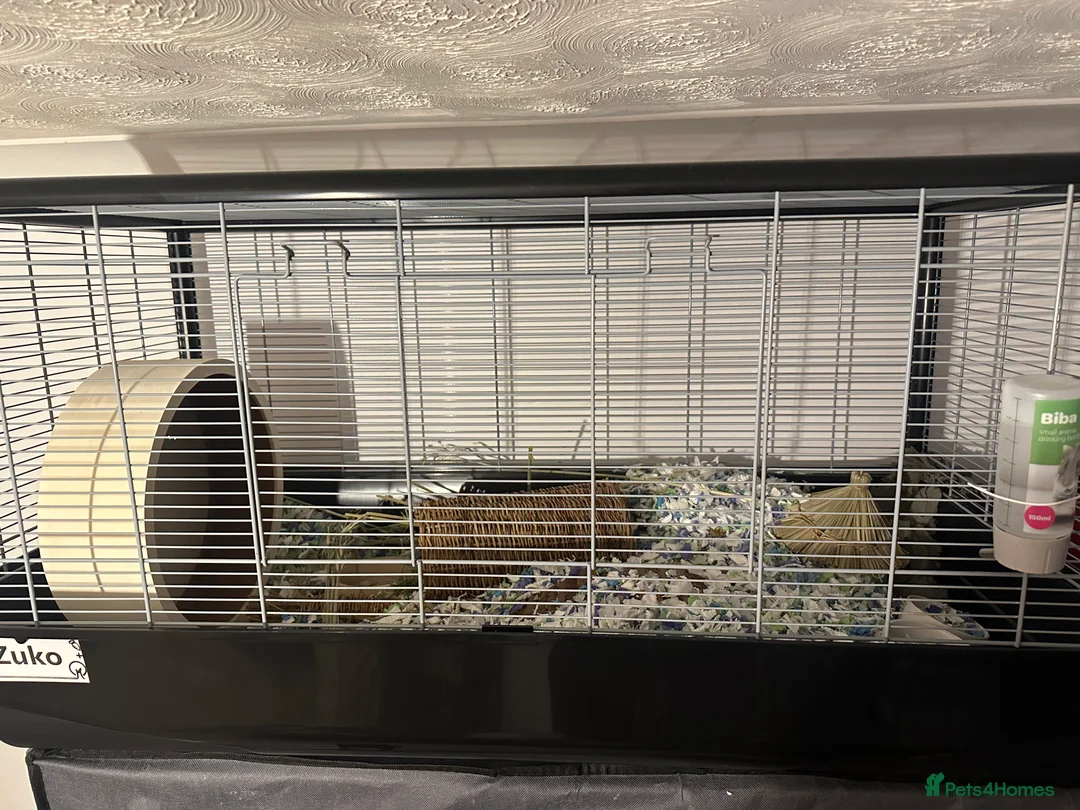 Hamster rodents for sale: Zuko male hamster and cage  - Advert 2