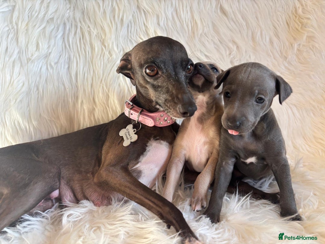 Italian Greyhound dogs for sale: 2 Italian Greyhound Boys  - Image 19