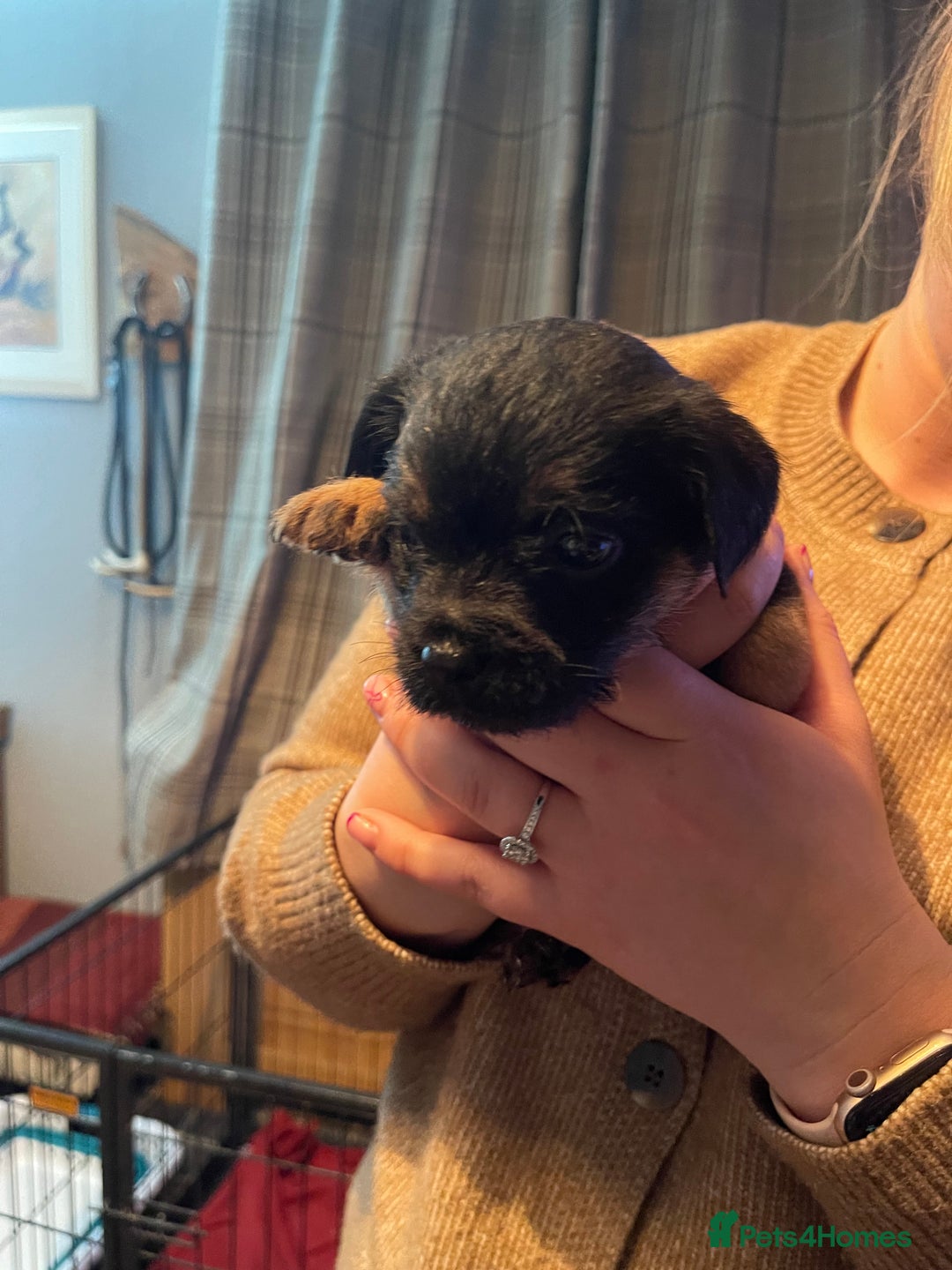 Border Terrier dogs for sale: Border Terrier Pups - Advert 32