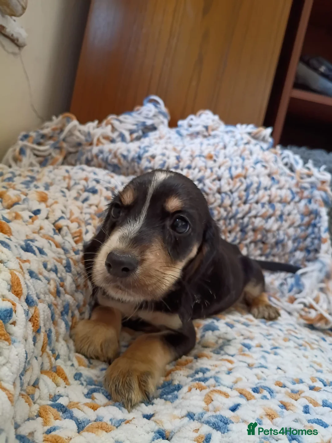 Cocker Spaniel dogs for sale: 3 beautiful cocker boys left  - Advert 10