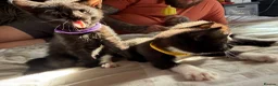Mixed Breed cats for sale: Beautiful kittens  in Manchester - Advert 16