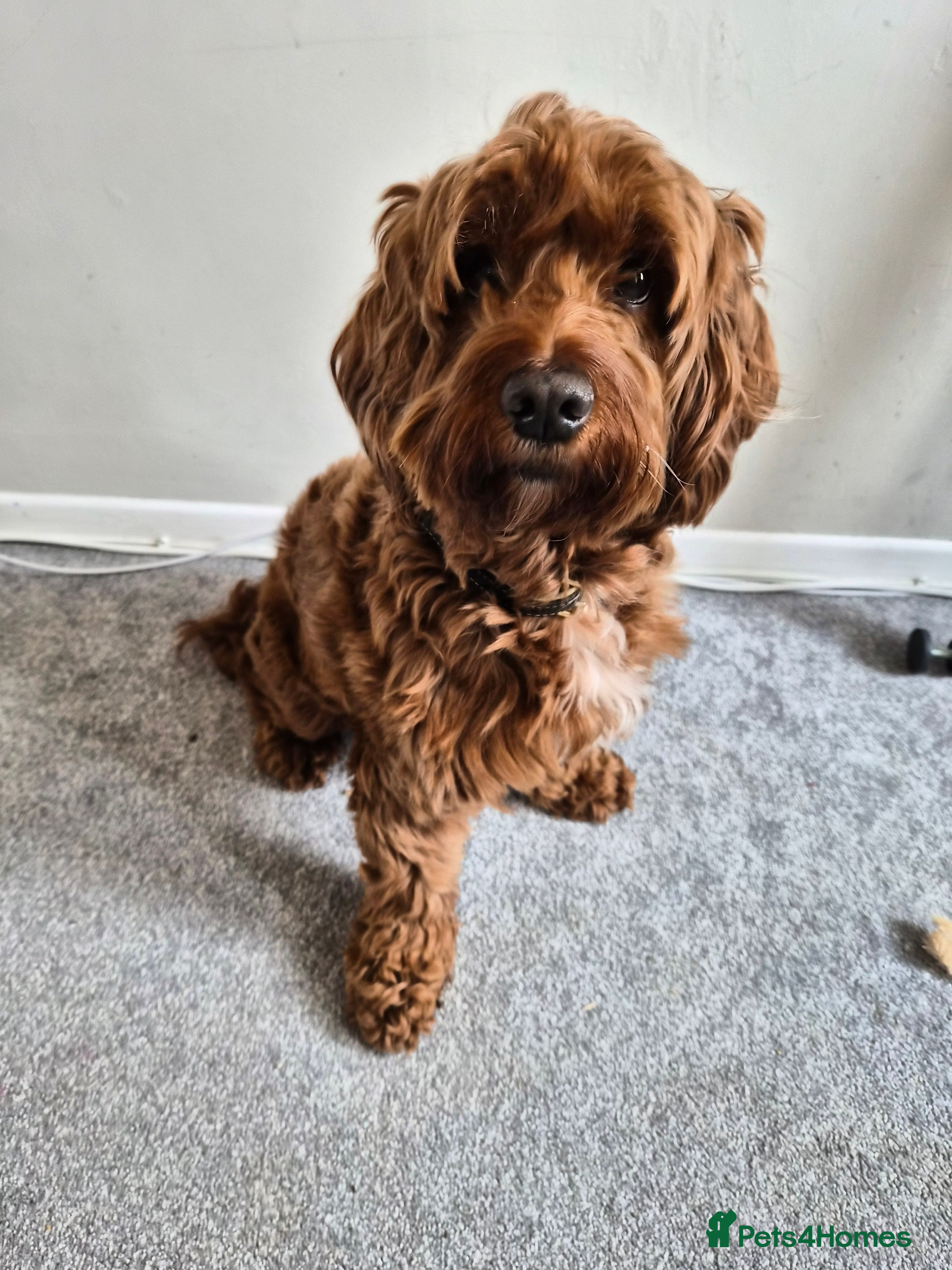 Cockapoo dogs Monty for rehoming - Advert 11