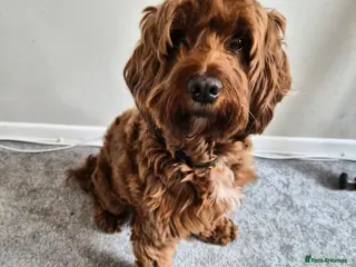 Cockapoo dogs Monty for rehoming - Advert 3