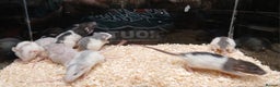 Rat rodents for sale: Baby Dumbo Rats Normal - Rex Furred  - Advert 15