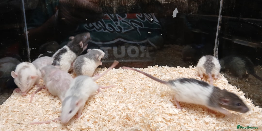 Rat rodents for sale: Baby Dumbo Rats Normal - Rex Furred  - Advert 15