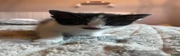 Mixed Breed cats for sale: Beautiful kittens for sale  in Wallsend - Advert 7