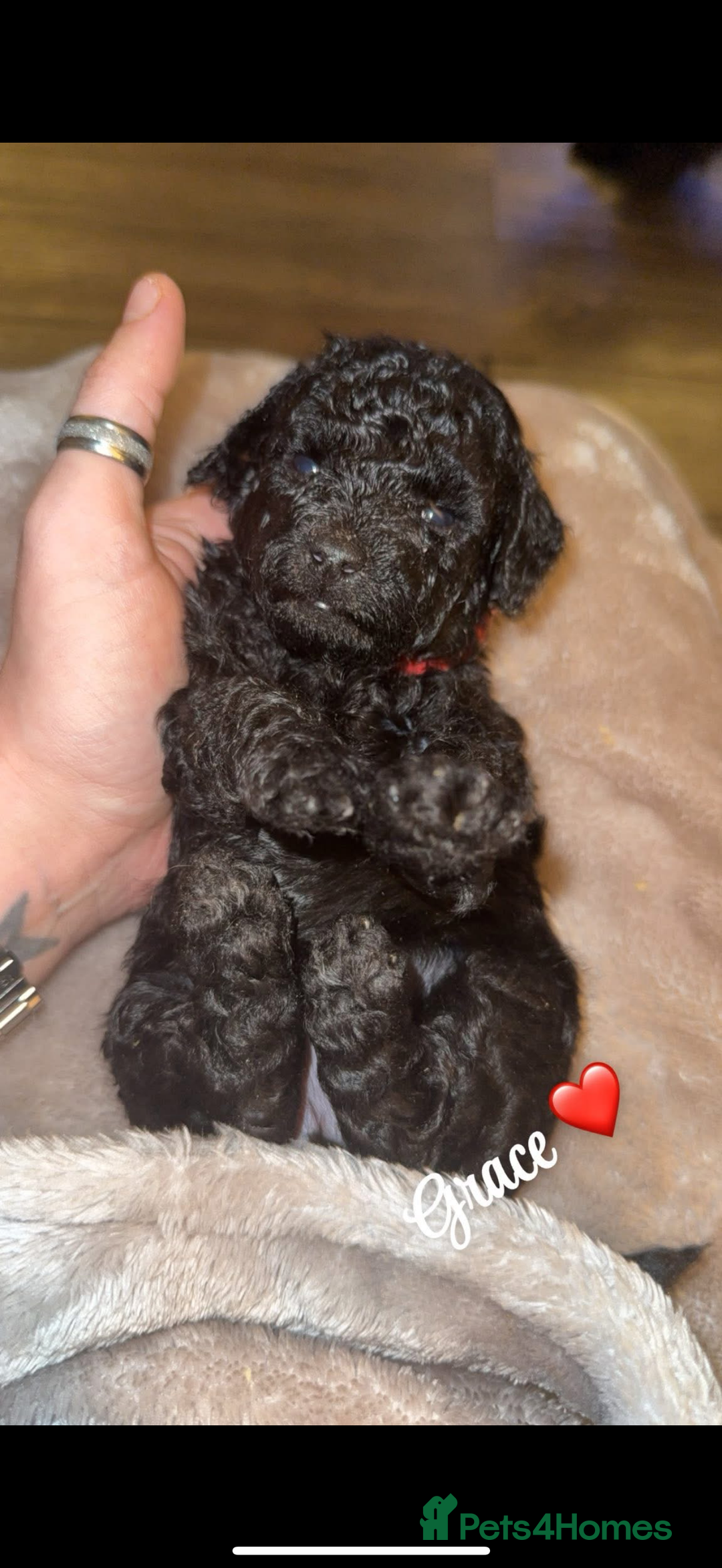 Toy Poodle dogs for sale: 5 generation championship pedigree toy poodle pups - Advert 9