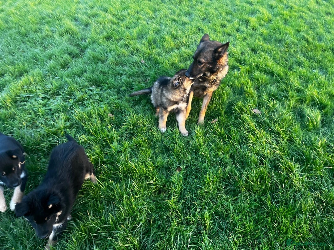 Mixed Breed dogs for sale: Gorgeous litter of Shollie puppies for sale - Advert 10