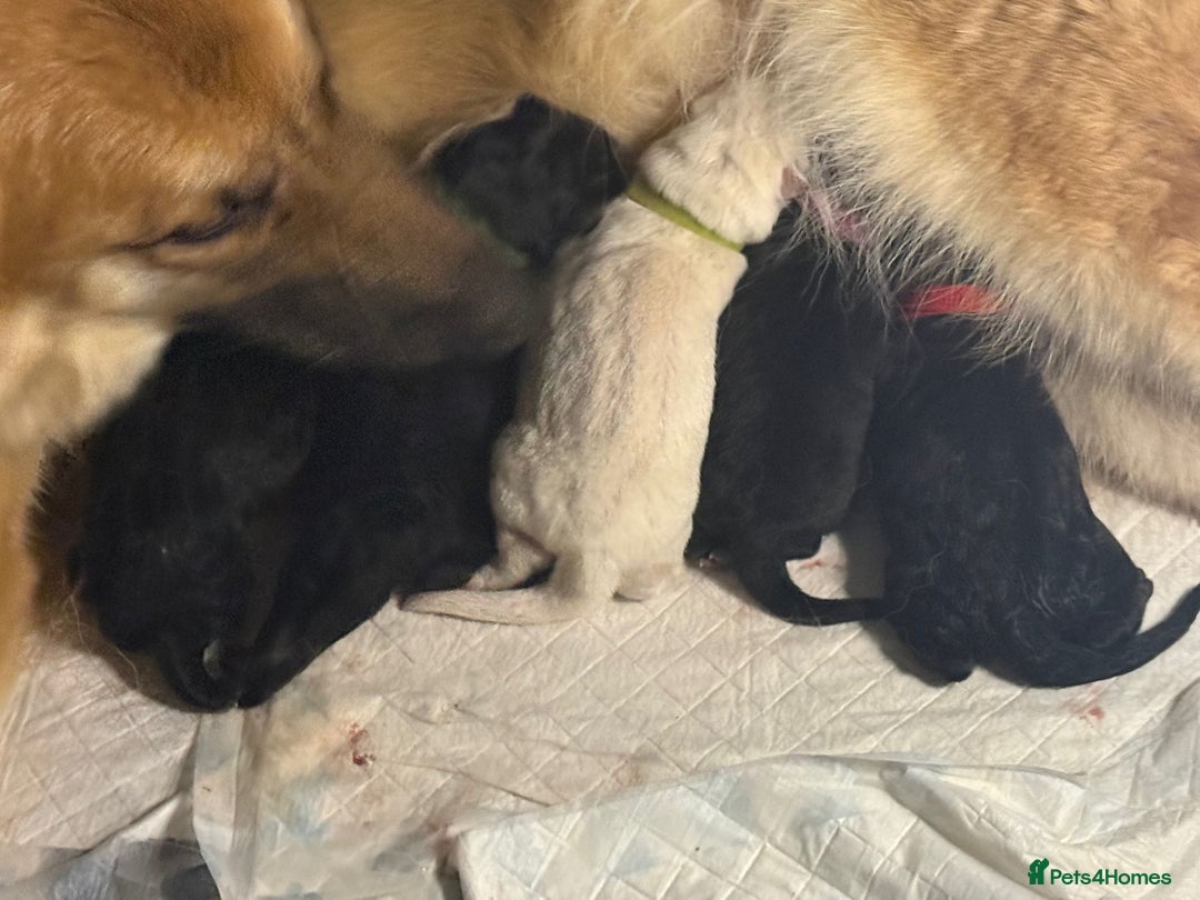 Mixed Breed dogs for sale: King Shepherds  - Advert 2