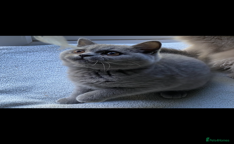 British Shorthair cats - Advert 5