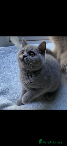 British Shorthair cats - Advert 9