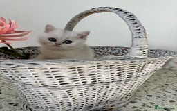 British Shorthair cats for sale: 🩵Silver shaded British short hair kitten 🩵 - Image 8