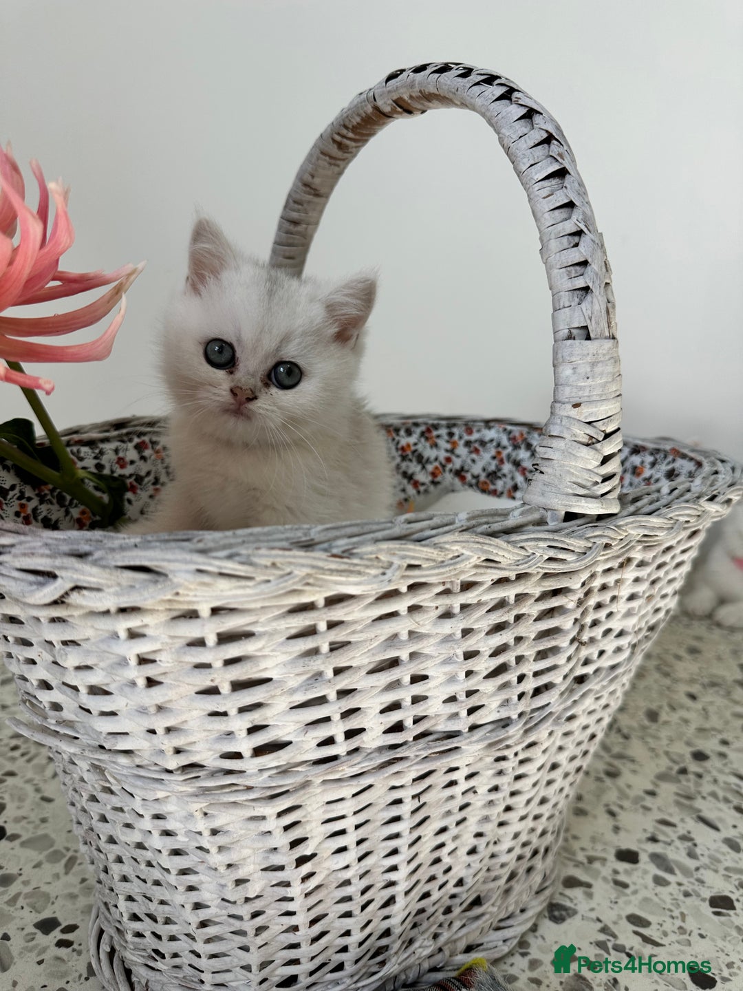 British Shorthair cats for sale: 🩵Silver shaded British short hair kitten 🩵 - Image 8