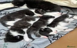Mixed Breed cats for sale: 7 Beautiful black and white kittens  - Image 4