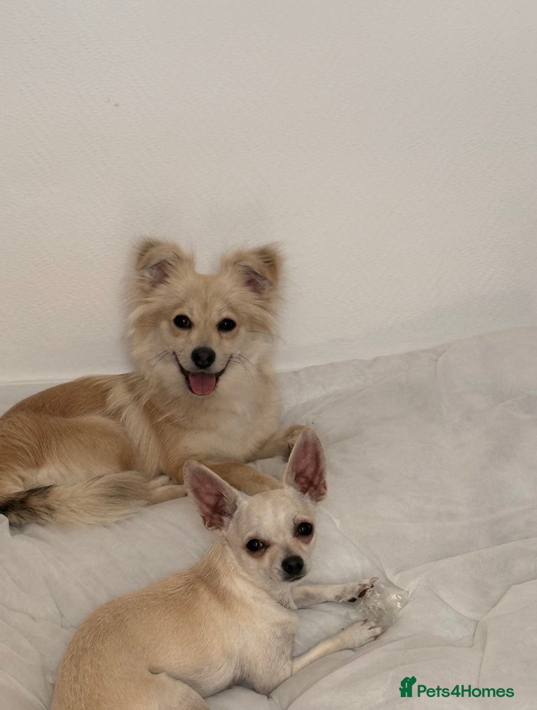 Chihuahua dogs for sale: Only 2 left! Chihuahua x Dachshund Puppies - Advert 22