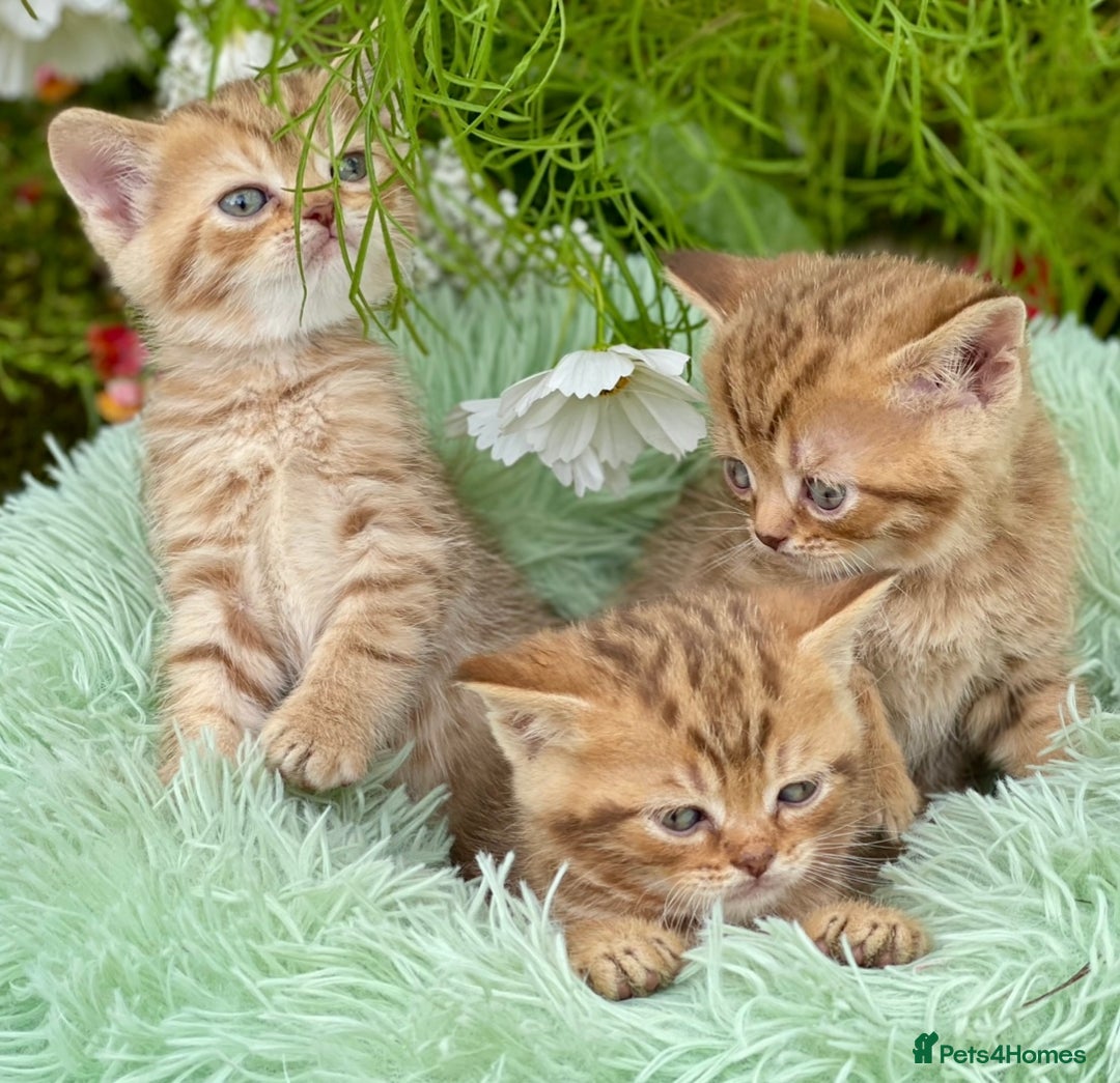 British Shorthair cats for sale: Stunning British shorthair - Image 13