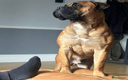 Bullmastiff dogs for sale: Bullmastiff Male for adoption - Advert 4