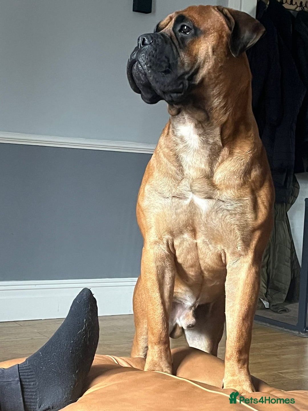Bullmastiff dogs for sale: Bullmastiff Male for adoption - Advert 4