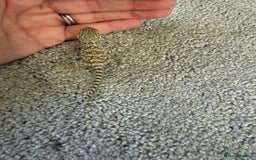 Dragon reptiles for sale: Baby Rankin Dragon - Image 9