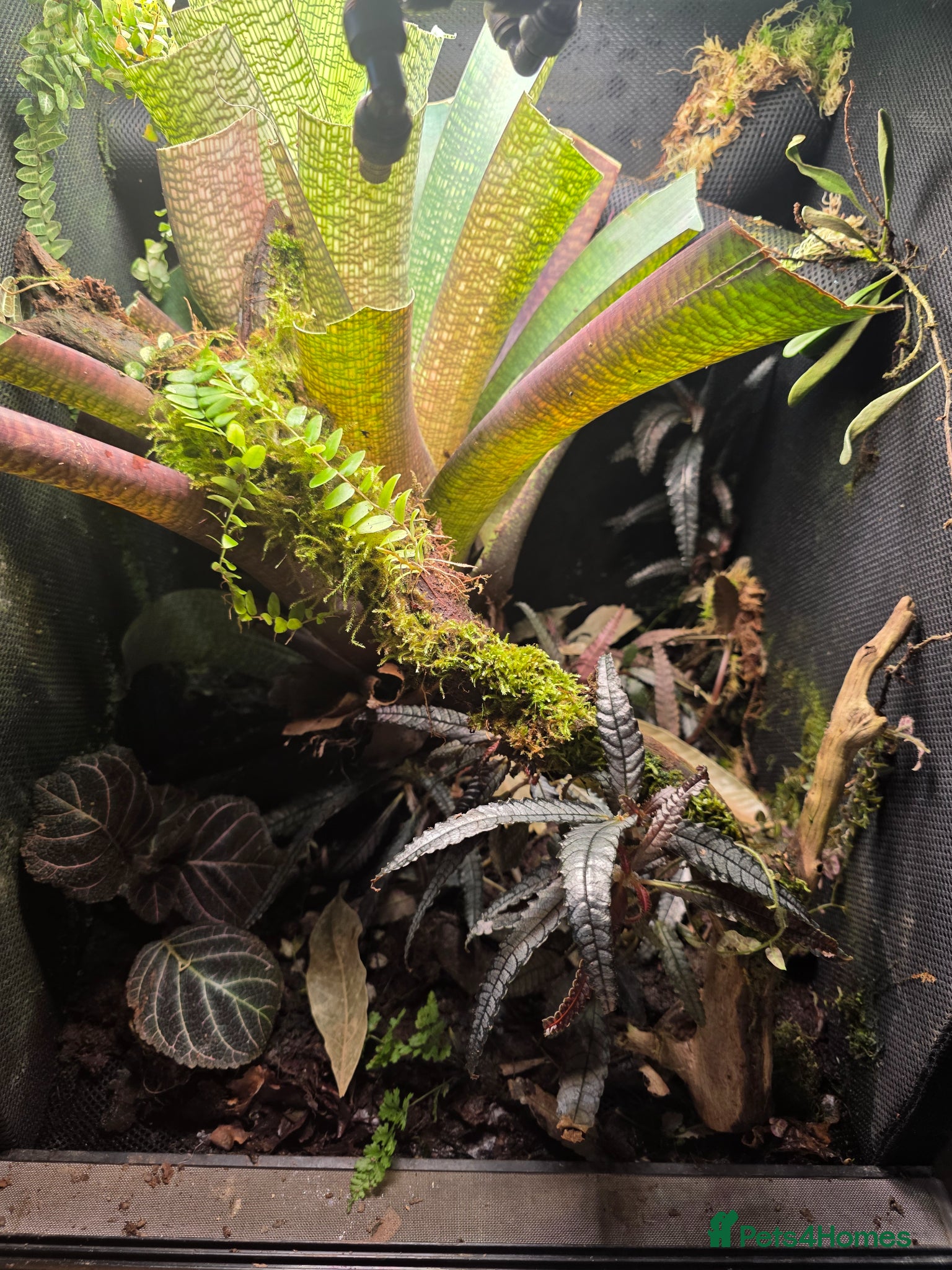 Frog reptiles Established Bromeliad Dart Frog Vivarium 50x50x60 - Advert 2