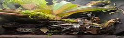 Frog reptiles for sale: Established Bromeliad Dart Frog Vivarium 50x50x60 - Advert 2
