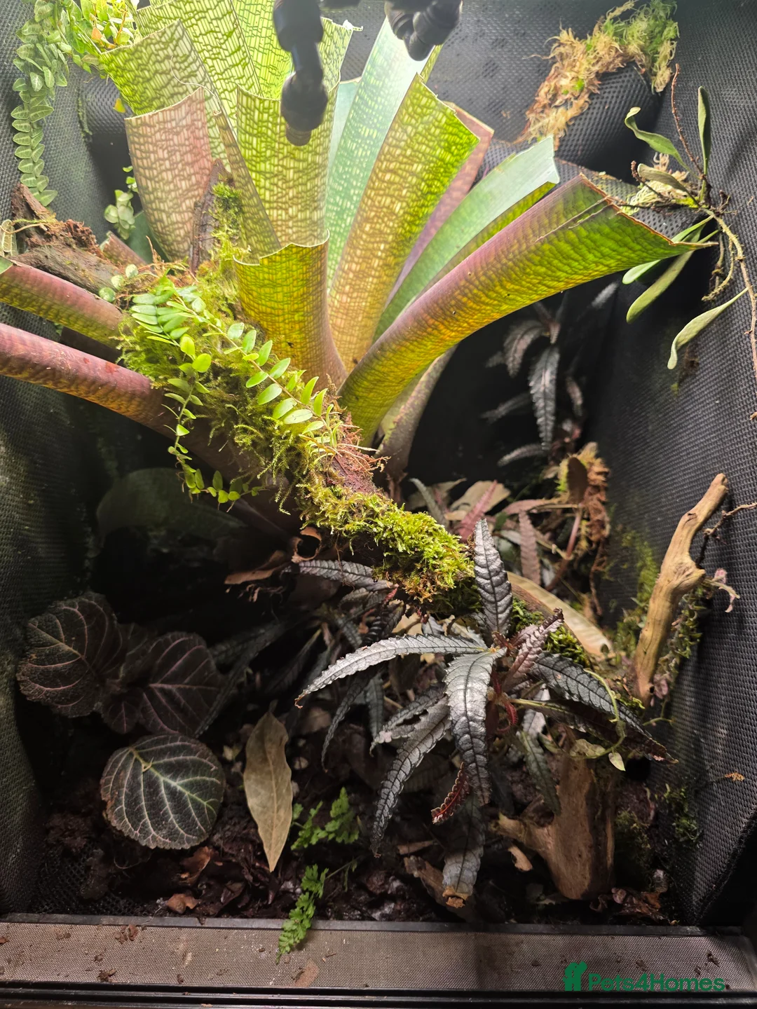Frog reptiles for sale: Established Bromeliad Dart Frog Vivarium 50x50x60 - Advert 2