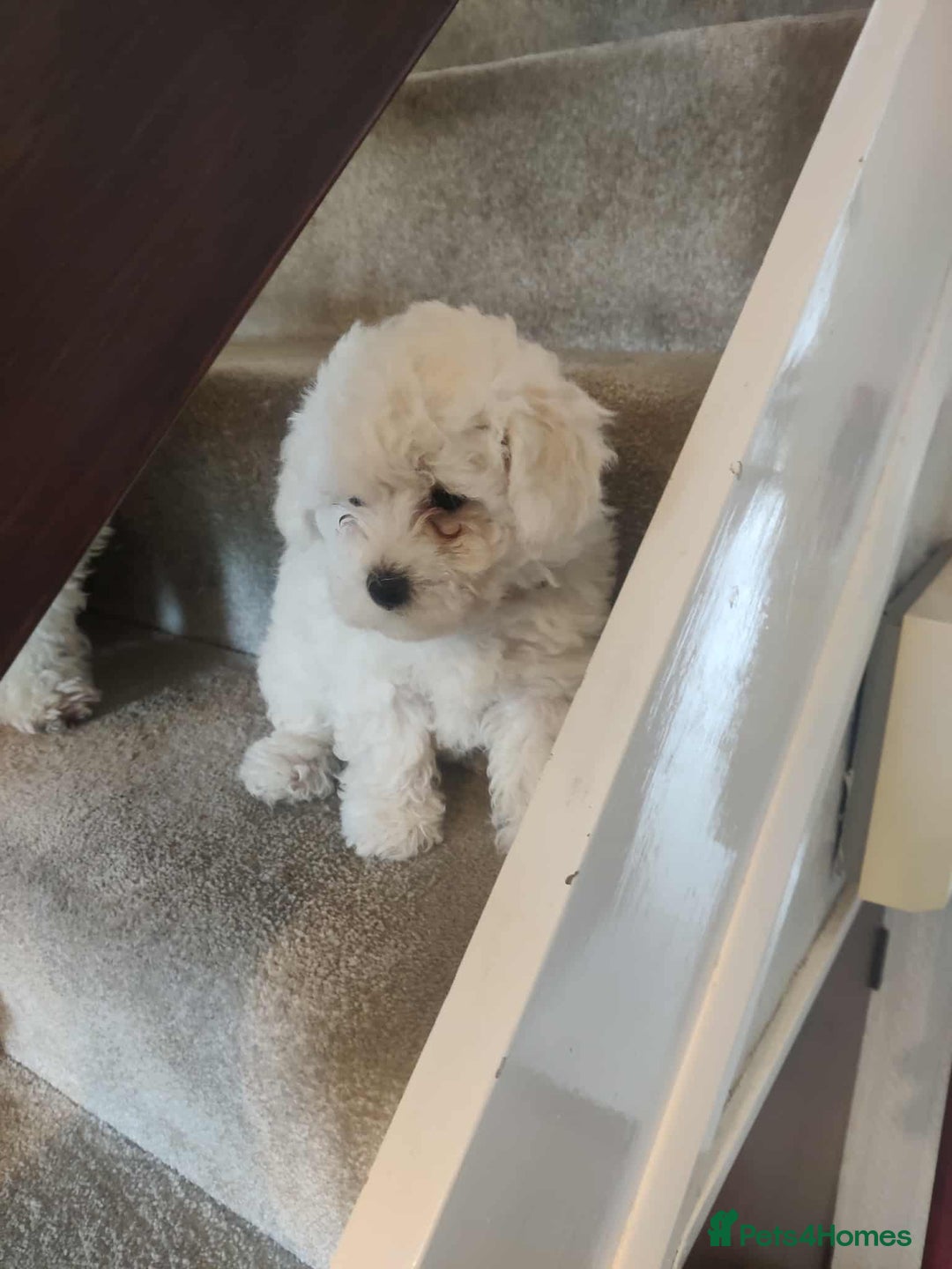 Maltese dogs for sale: Ready to go ! Gorgeous Maltese girls for salee - Image 7