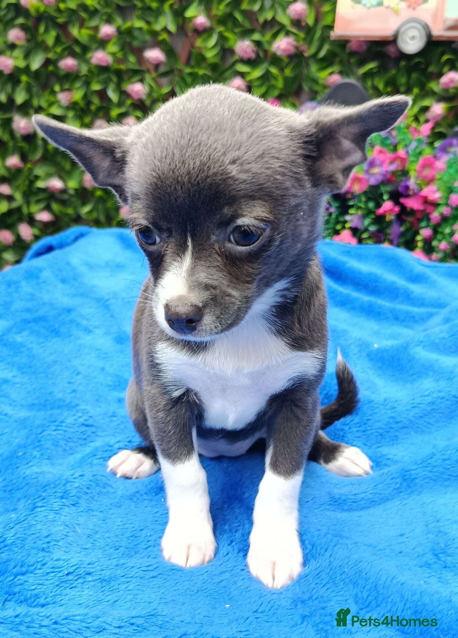 Chihuahua dogs  READY NOW KC REG 2 GIRLS HEALTH TESTED  - Advert 2
