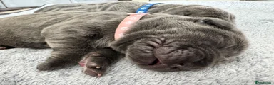 Neapolitan Mastiff Puppy 2