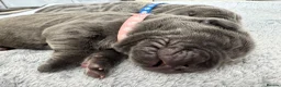 Neapolitan Mastiff dogs for sale: Rare breed Neapolitan mastiff puppies  - Advert 17