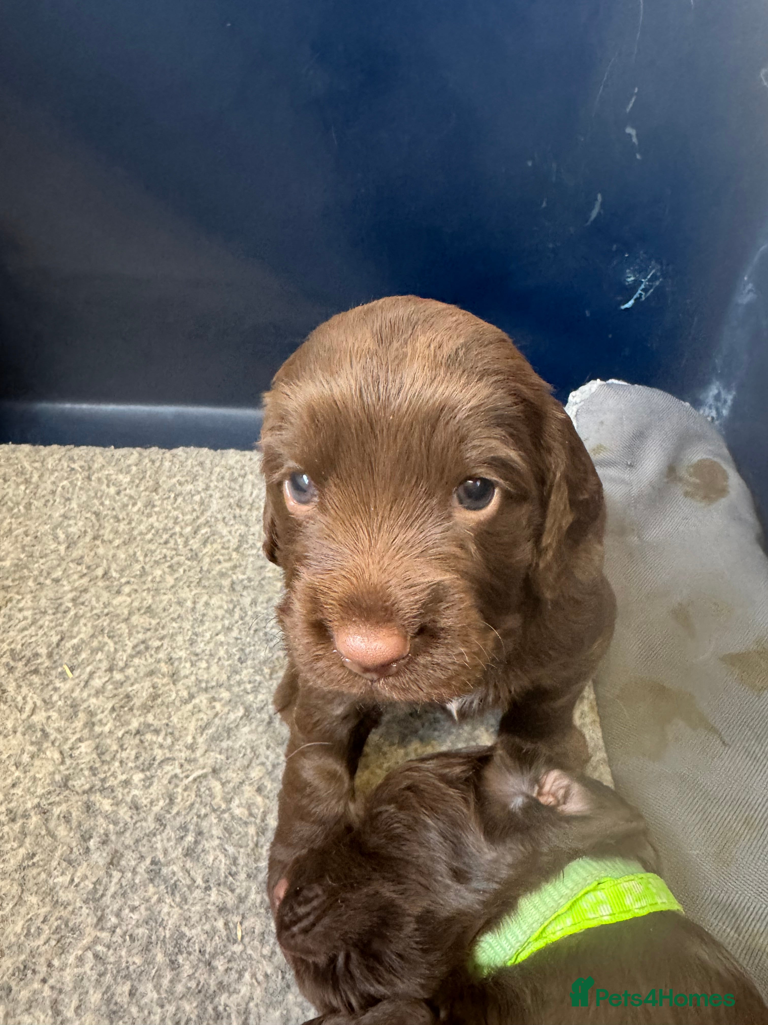 Sprocker dogs Sprocker spaniel puppies  - Advert 2