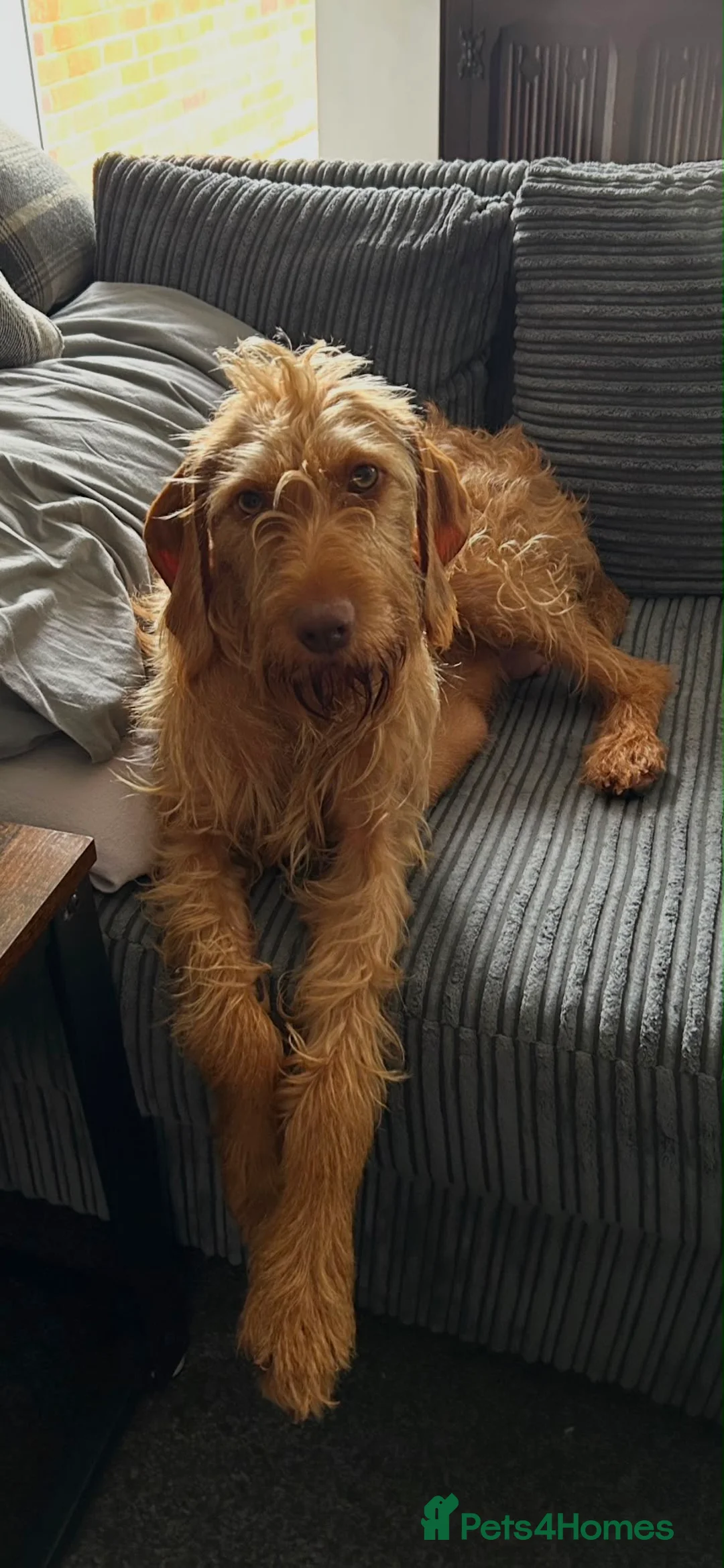 Hungarian Vizsla dogs for sale: Wire haired Hungarian Vizsla pups - Advert 13