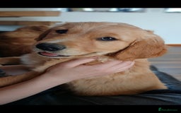 Golden Retriever dogs for sale: Golden retriever puppy - Image 8